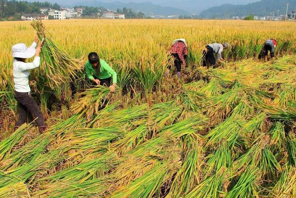 中国杂交水稻之父袁隆平，他在国际上的名声和地位如何？