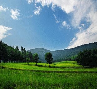 赤胆忠心，猜一生肖