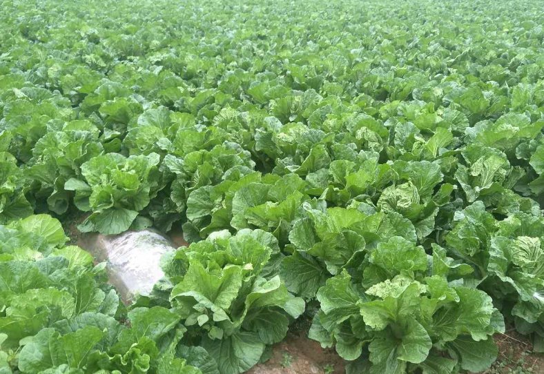 小鸡宝宝考考你:鲁迅笔下的