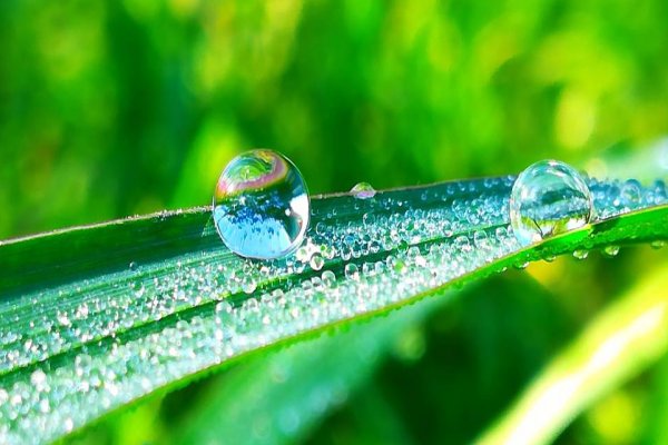 白露的寓意和象征