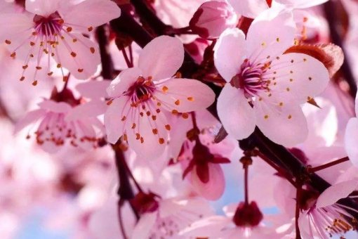 《花之歌》的主要内容是什么？