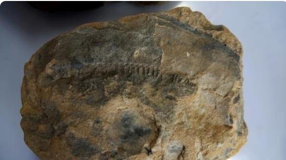 3.9亿年前东方鱼化石被发现，该化石有哪些研究价值？