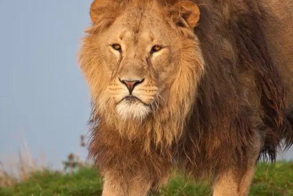 狮的部首狮的拼音狮的组词狮的意思-查字典