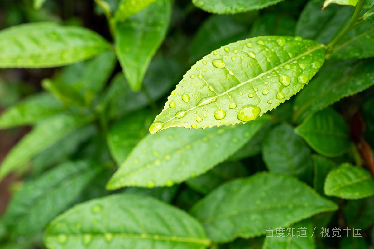 送礼不送茶叶是什么原因呢？