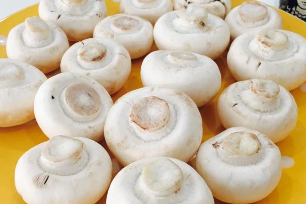 口蘑中的口字源自于