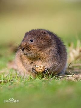 根田鼠的亚种分化