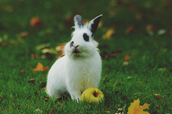 风尘之声的动物是谁