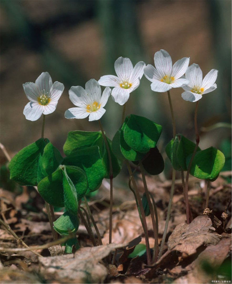 家庭可以养殖的植物中，有哪些是三瓣叶子的？