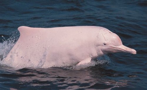 广州流溪河罕现中华白海豚，它们是怎样来到内河的？