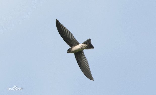 短嘴金丝燕的生活习性