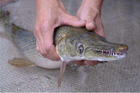 鳄雀鳝怕孔雀鱼吗