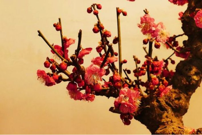 梅花象征着什么人