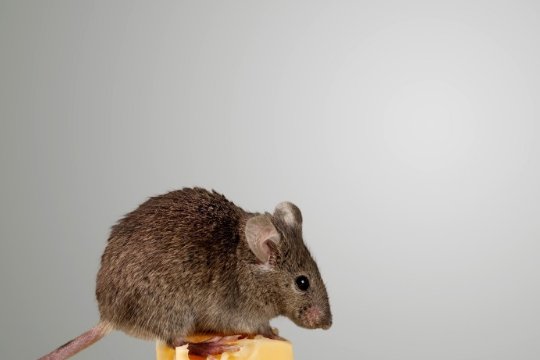 蝼蚁得志代表什么生肖?