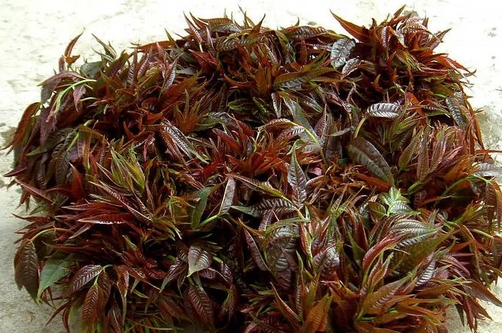 人们常常吃的香椿菜是属于？