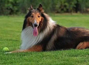 苏牧犬与金毛犬,这两个不同的狗狗品种,哪一个好养呢?