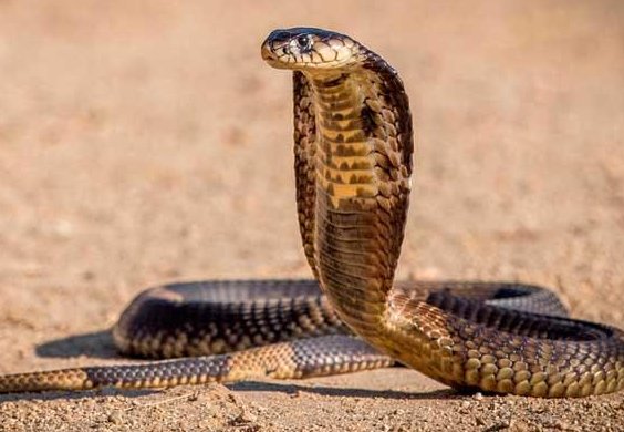 广东惠城区现14斤眼镜王蛇，家里进蛇了究竟该怎么办？