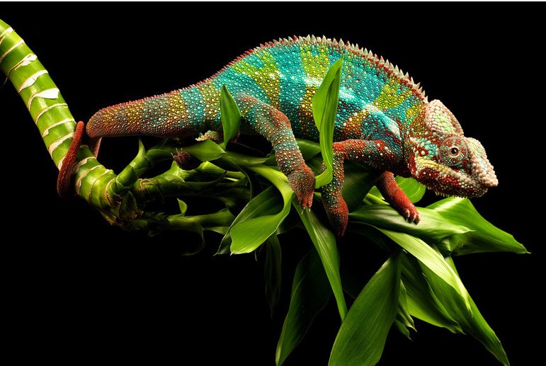 能改变身体颜色适应不同环境的动物有