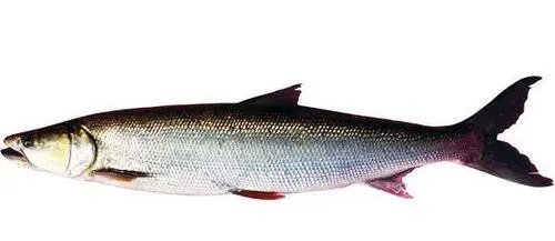 长沙钓友在湘江边钓到68斤大鱼，鳡鱼的口感如何？