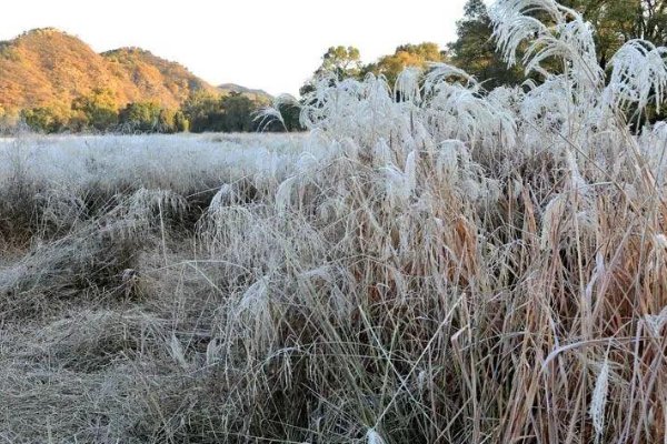 假期后江苏还有冷空气，初霜冻或将“现身”，对农作物有无影响？