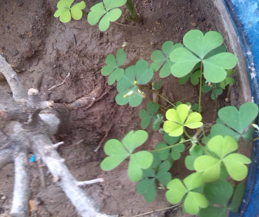 拼多多甜甜草是什么梗?