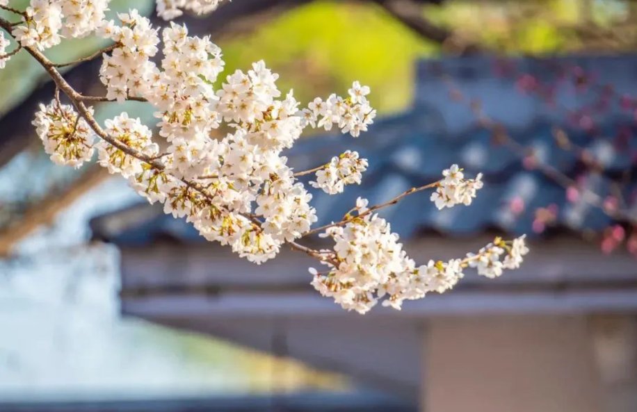 最美人间四月天的下一句