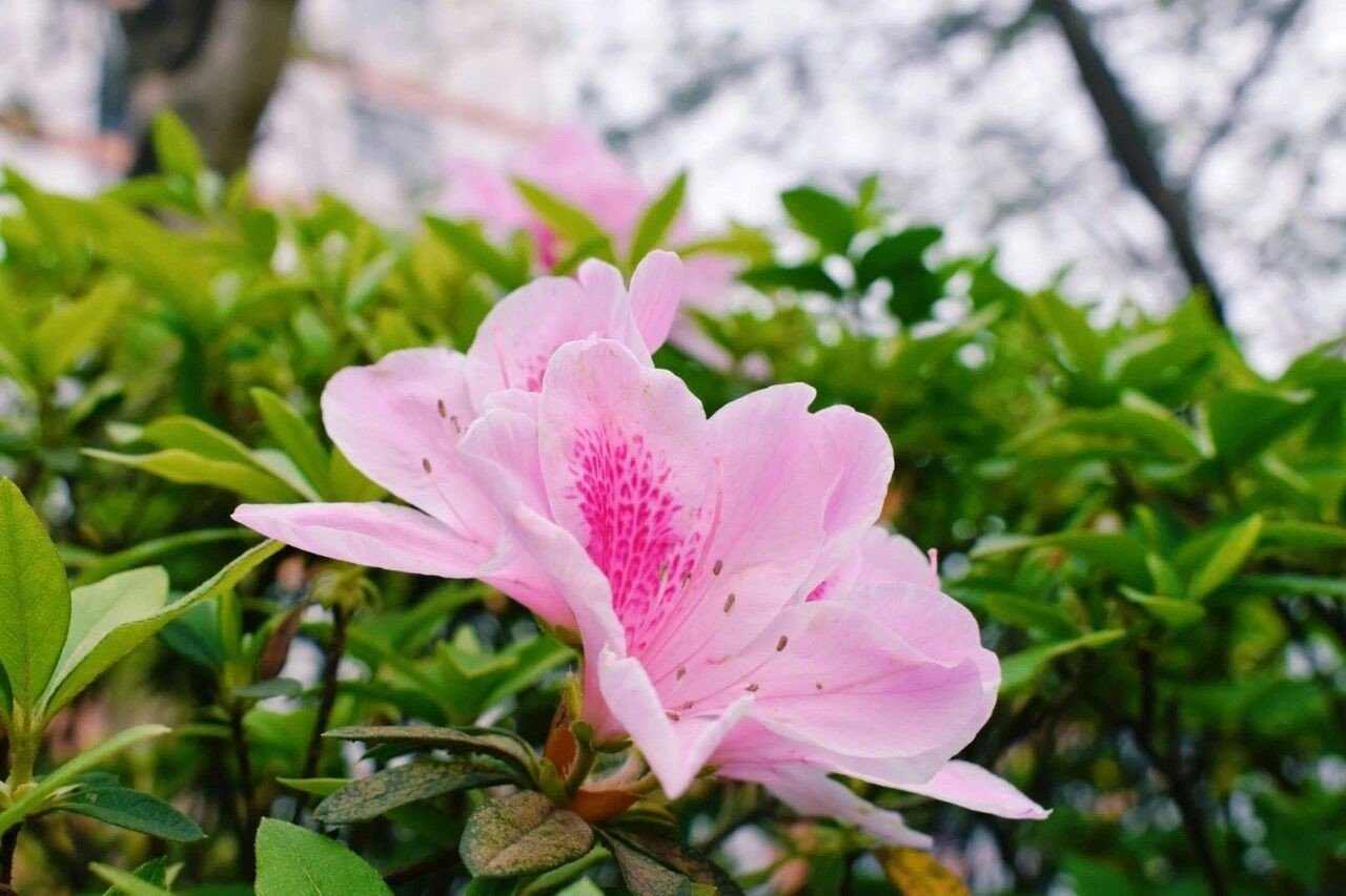 广东商学院好吗？