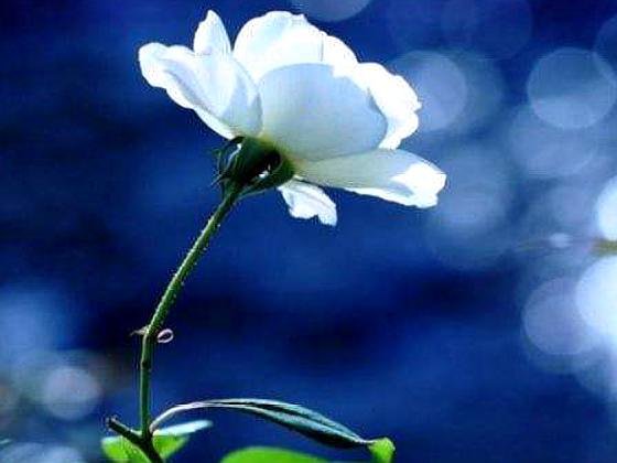 人人为我，我为人人和我为人人，人人为我有区别吗？哪个好？为什么？