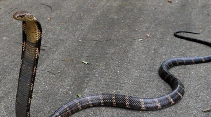 蛇类的十大天敌克星