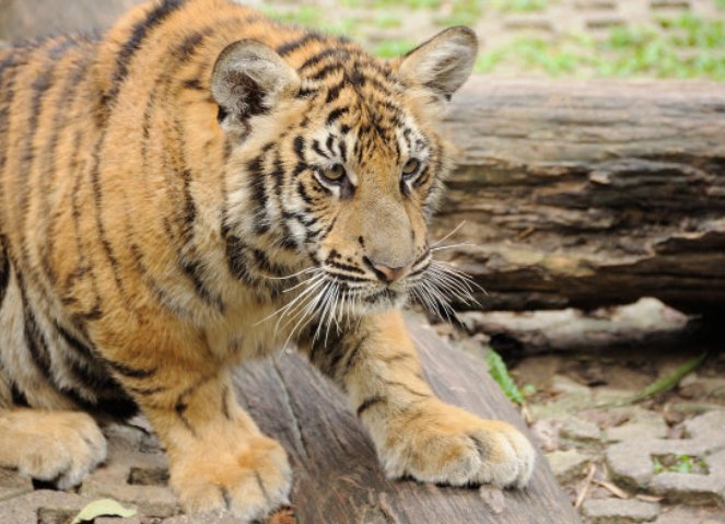 吉林男子路遇东北虎隔车窗与人对视，遇到这种情况时我们该怎么办？