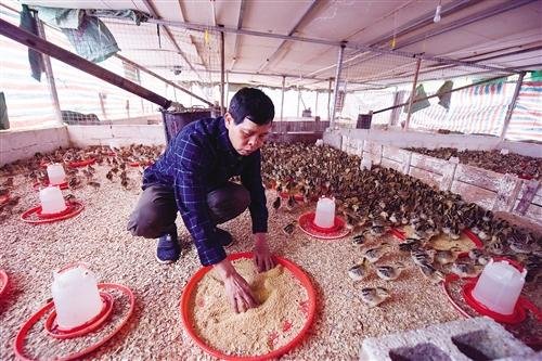 江西一养鸡场7000多只小鸡同时被烧死，造成的损失该谁承担？