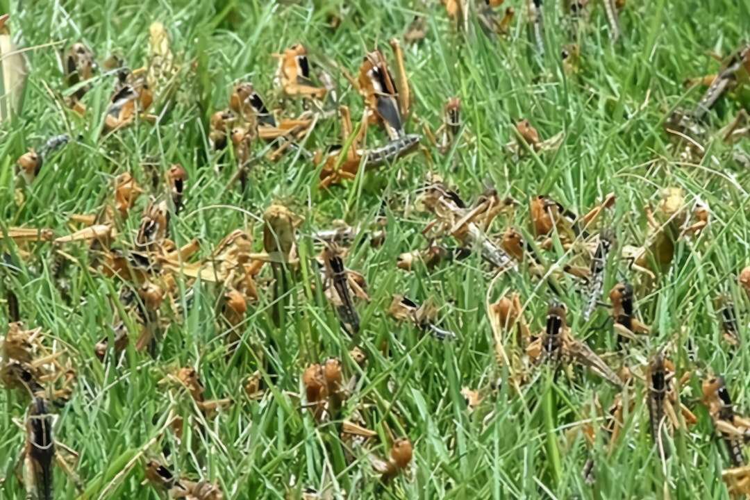 印度北部多地遭遇蝗虫侵袭，蝗虫侵袭的威力到底有多大？