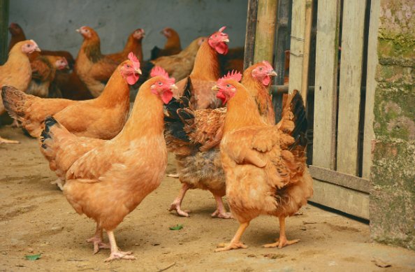 净几明窗是什么意思生肖