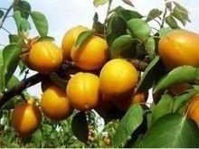 杏树有多少品种，最好列举几十种