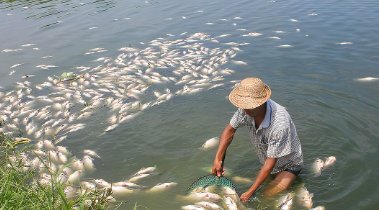 四川高温停电致数万斤鱼缺氧死亡，造成的损失有多严重？