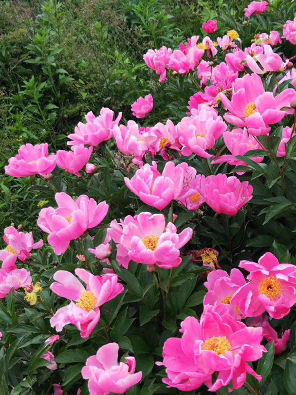 七情六欲指的是什么生肖