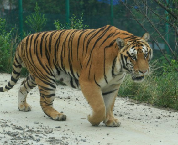 吉林男子路遇东北虎隔车窗与人对视，遇到这种情况时我们该怎么办？