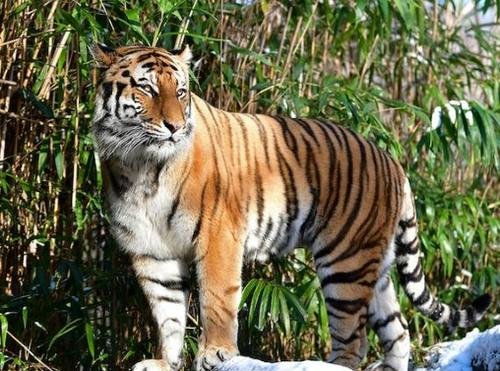 瑞典首例猫科动物感染新冠病毒，当地采取了怎样的举措？