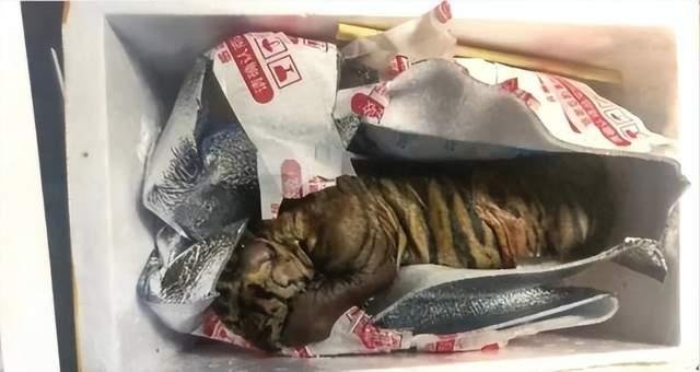 女子取快递，竟收到死亡小老虎！这背后到底隐藏着怎样的案件？