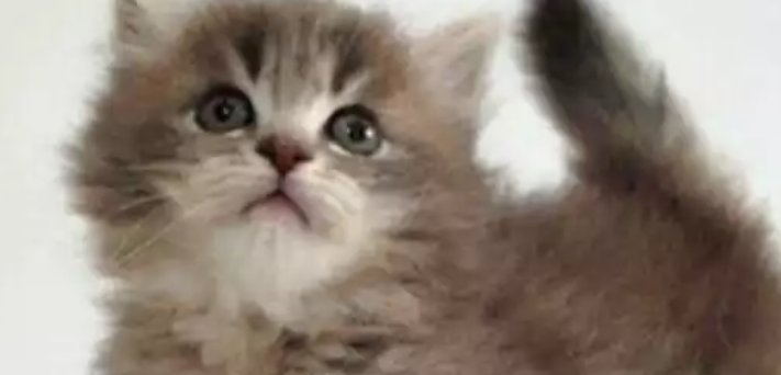 猫的网名叫什么好听？