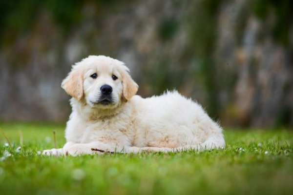 课文小狗学叫的四种结局续写