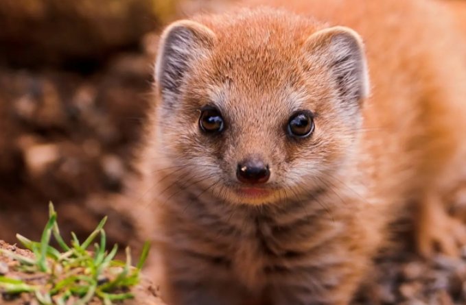 蛇类的十大天敌克星