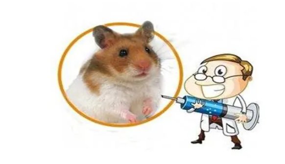 男子疑熟睡时被老鼠咬破头，家有老鼠该如何处理？被老鼠咬伤要怎么办呢？