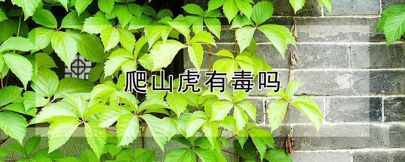 爬山虎有毒吗