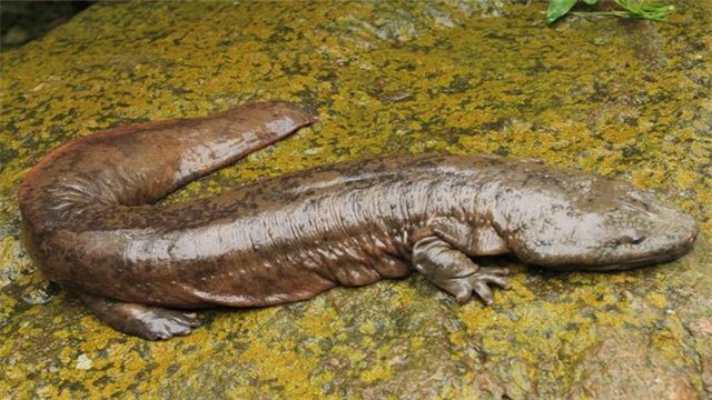 被称“水中大熊猫”的娃娃鱼，它的祖先到底是谁？