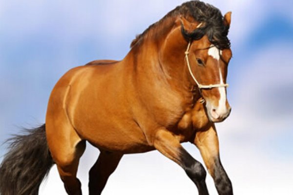 落花煤人指什么生肖