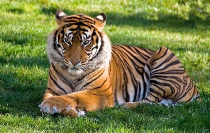 吉林男子路遇东北虎隔车窗与人对视，遇到这种情况时我们该怎么办？