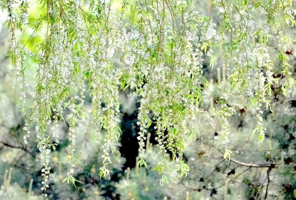 什么植物用风传播种子方法