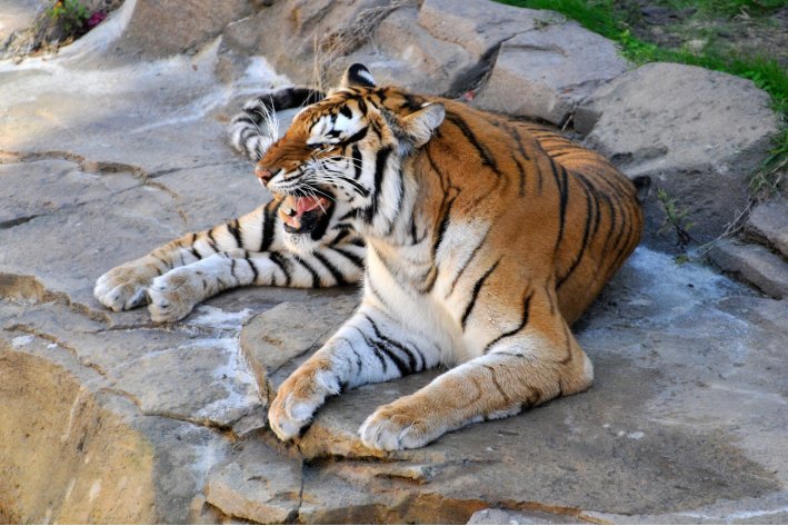 焦心如焚打一动物