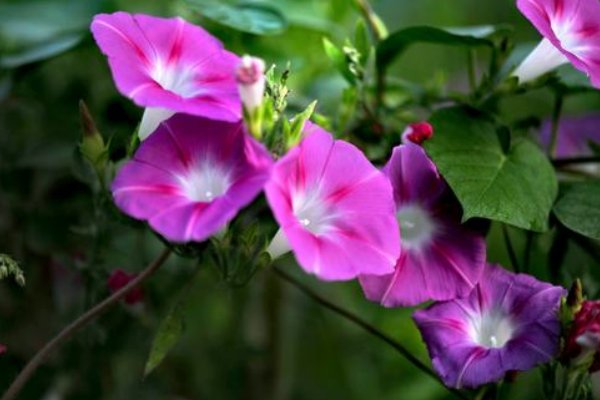 牵牛花早晚的变化过程