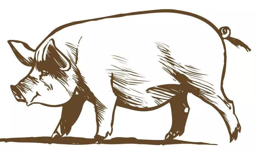 日本已扑杀生猪17万头，日本猪瘟是什么原因导致的？